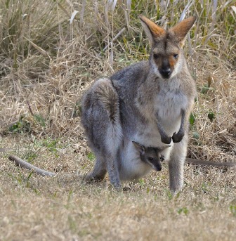 Mother Kangaroo and baby
